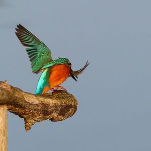 Low angle view of kingfisher perching on wood