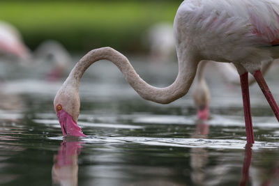 Bird drinking water from a lake