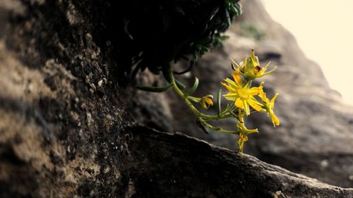 Close-up of yellow flower tree