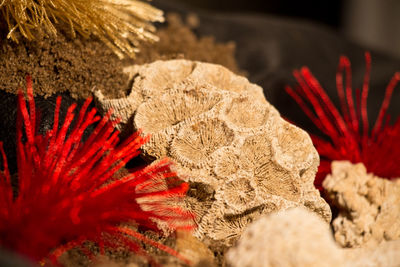 Close-up of red flower