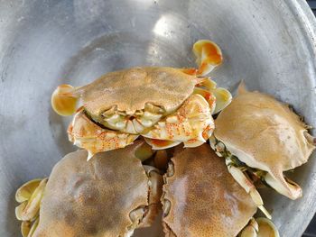 High angle view of shells in plate