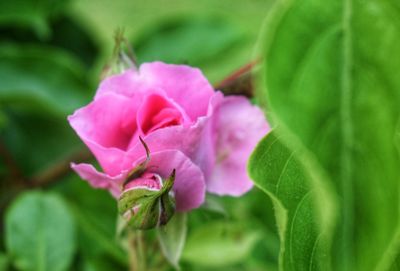 Close-up of pink flowering plant