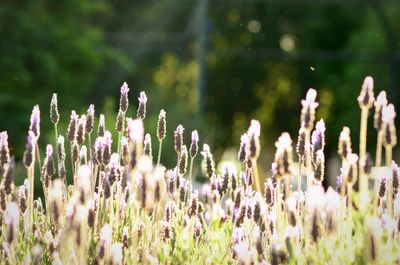 Close-up of purple flowering plants on field