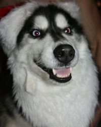 Close-up portrait of dog