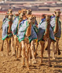 Group of people running in desert