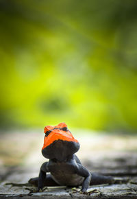 Close-up of lizard on rock