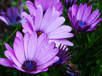 Close-up of purple flowers blooming outdoors