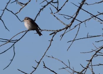 Low angle view of bird perching on bare tree against sky