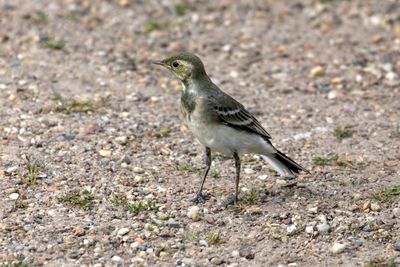 Close-up of birds