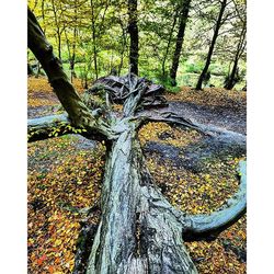 Trees in forest