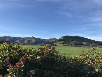 Scenic view of flowering plants on field against sky
