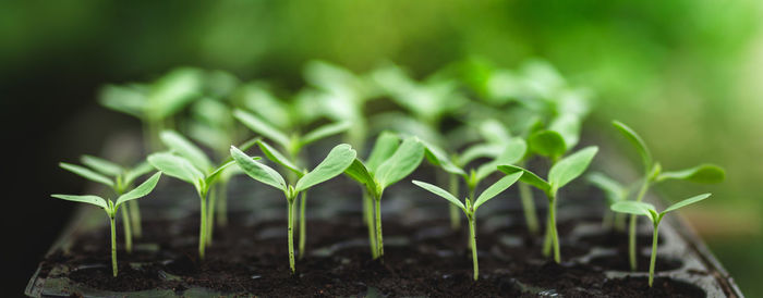 Close-up of small plant growing on field