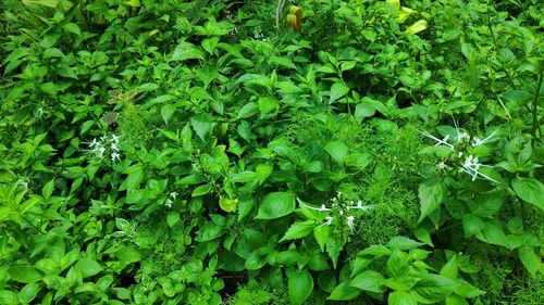 Full frame shot of fresh green plants