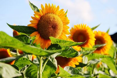 Close-up of sunflower on plant