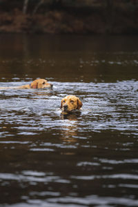 Dog swimming in lake