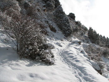 Trees on snow covered landscape