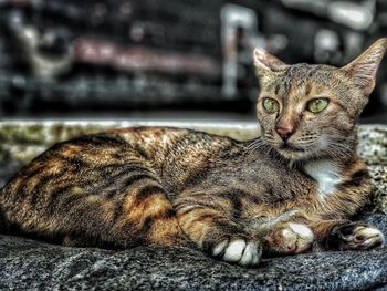 Close-up portrait of a cat resting