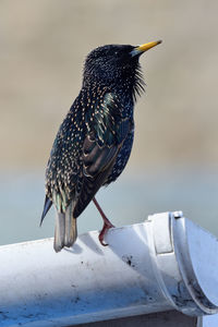 Portrait of a common starling  perching on a gutter