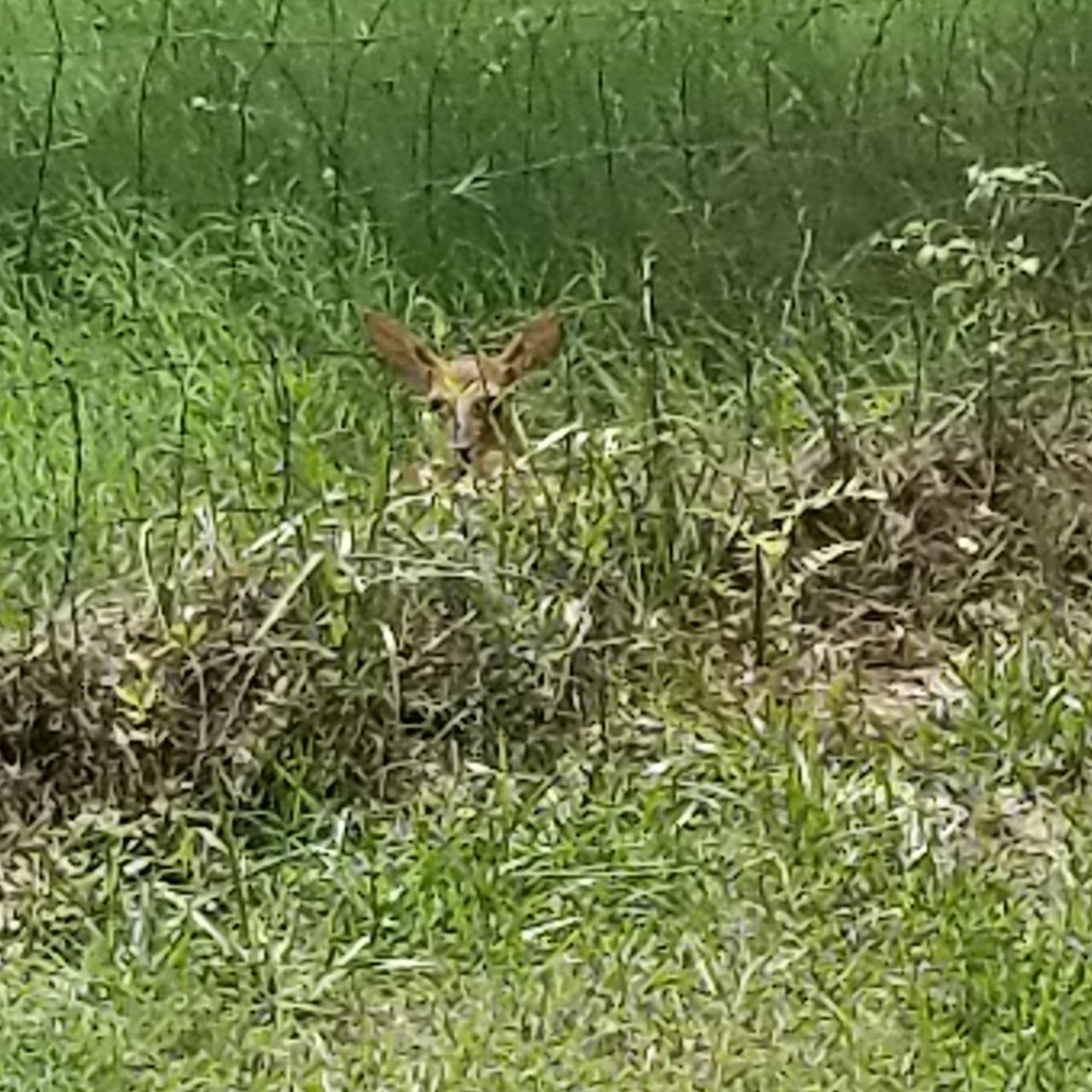 animal, animal themes, mammal, one animal, plant, animal wildlife, grass, nature, animals in the wild, vertebrate, no people, day, deer, portrait, domestic animals, outdoors, looking at camera, land, alertness, non-urban scene, animal head, herbivorous, stealth