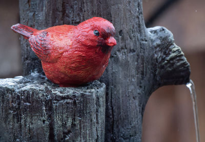 red