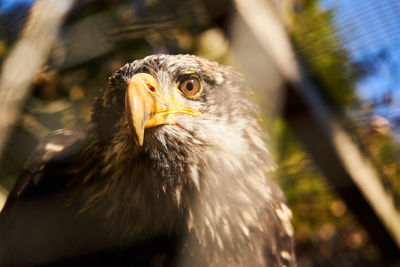 Close-up of a eagle