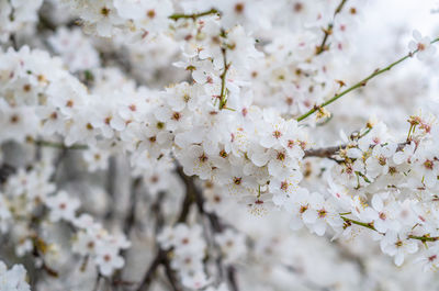 Flowering small white flowers on branches, sakura, cherry, plum