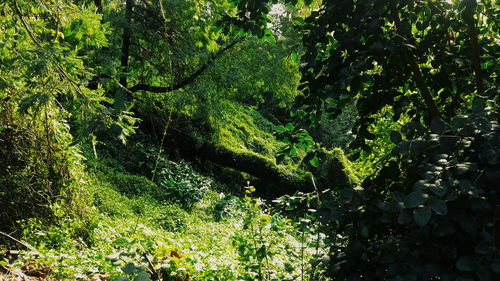 Close-up of moss growing on tree