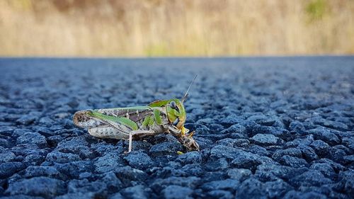 Close-up of grasshopper