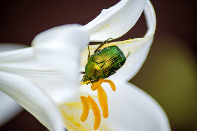 Close-up of insect on white flower