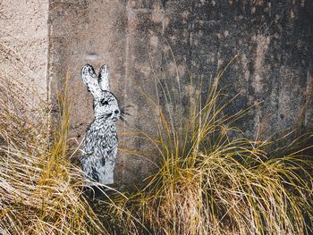 View of a bird on land