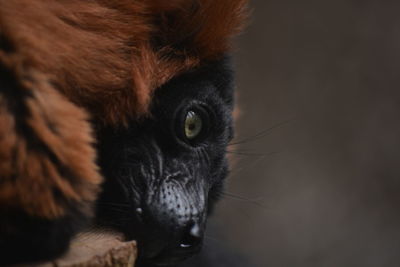 Close-up portrait of a cat