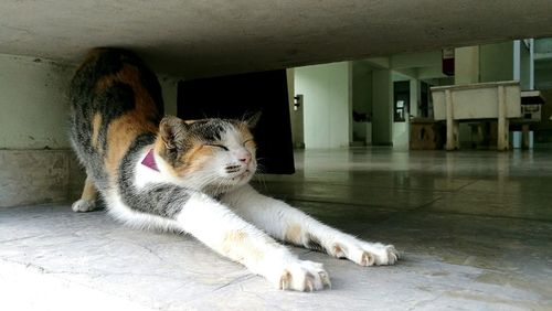 Close-up of cat sitting at home