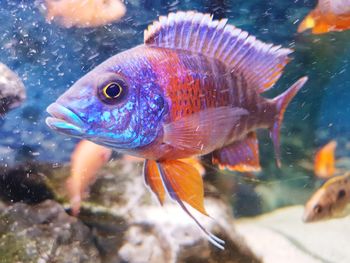 Close-up of fish swimming in sea