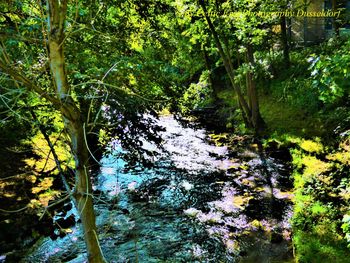 Scenic view of river amidst trees in forest