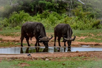 Buffaloes drinking water from pond against plants