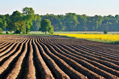 Scenic view of agricultural field against sky