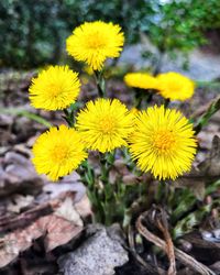 Close-up of yellow flowers