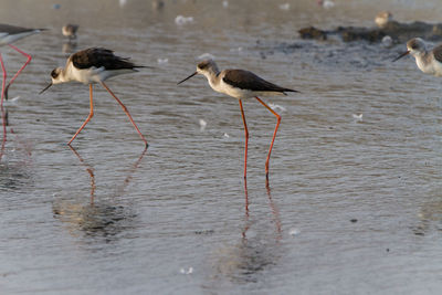 Birds in water