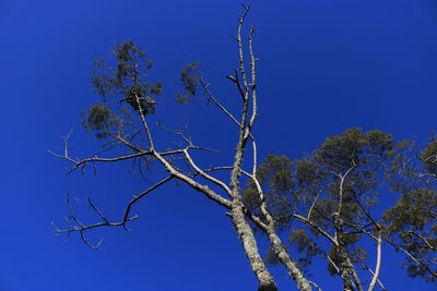 Low angle view of bare tree against blue sky