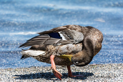 Side view of a bird on beach