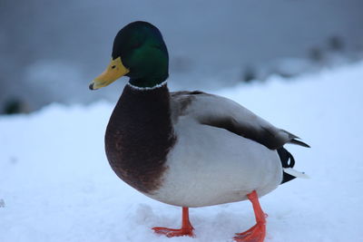 Close-up of bird on frozen during winter