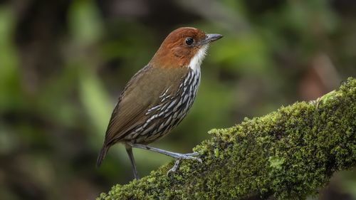 Close-up of bird perching on plant