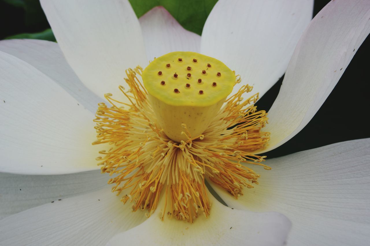 CLOSE-UP OF WHITE FLOWER ON PLANT