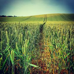 Scenic view of field against sky