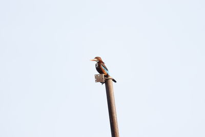 Low angle view of bird perching on pole against clear sky