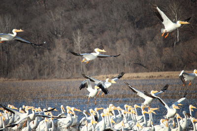 Flock of pelicans flying over lake