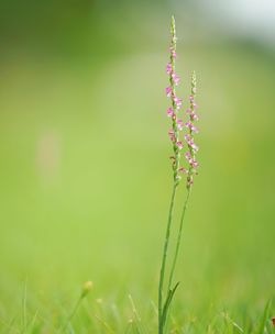 Close-up of flowering plant on field