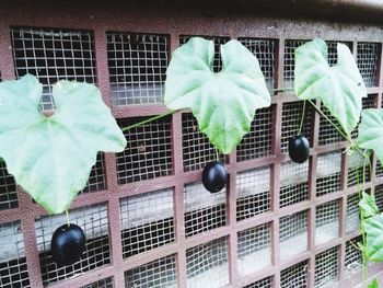Low angle view of clothes drying