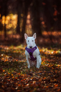 Portrait of dog on field during autumn