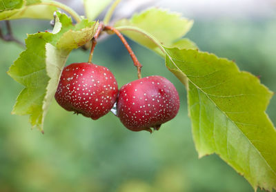 Close-up of strawberry growing on plant